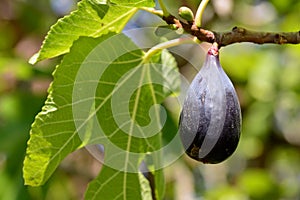 Fruits of the fig tree, ficus carica photo