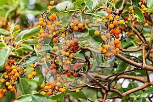 Detail of the fruits of the Madrone tree fruits, California photo