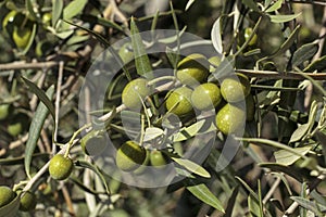 Detail of fruits in an olive tree