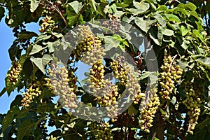 Detail of fruits of a paulownia tomentosa tree photo