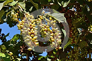 Detail of fruits of a paulownia tomentosa tree photo