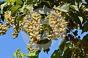Detail of fruits of a paulownia tomentosa tree photo