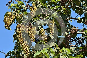 Detail of fruits of a paulownia tomentosa tree photo