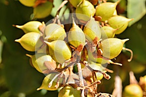 Detail of fruits of a paulownia tomentosa tree photo