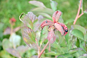 Fruits and seeds of Paeonia coriacea photo