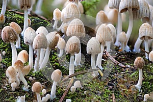 Detail of a fungal colony of summer bonnet between green moss