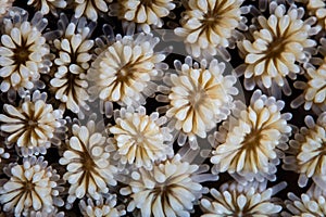 Detail of Galaxy Coral Polyps photo