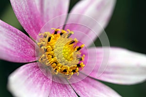 Detail of a Garden Cosmos flower