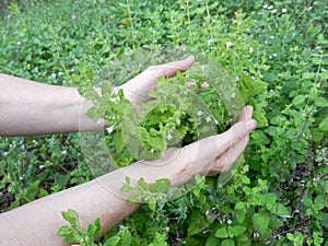 Detail of garden herbs, lemon balm or botanical name Melissa medicinal. Harvesting herbs