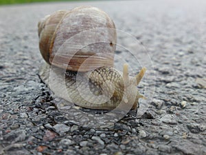 De jardín caracol  espiral 