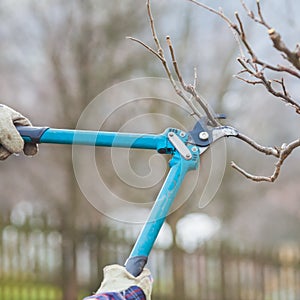 Detail of Gardening Secateurs Trimming a Branch of a Fruit Tree