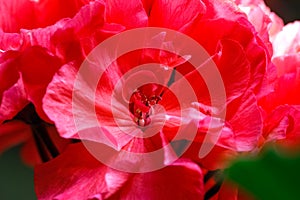 Detail of a geranium flower
