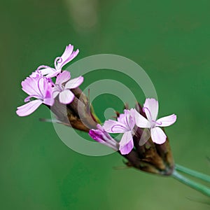 Detail of geranium sylvaticum