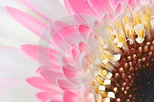 Detail of a gerbera photo