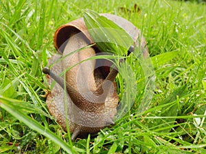 Detail of Giant African Land Snail on Grass 2