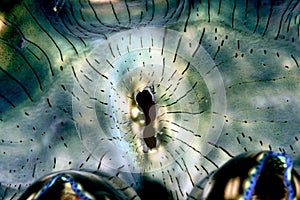 Detail of giant clam mantle Tridacna gigas