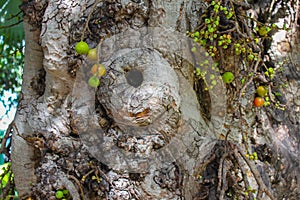 Detail of a giant gnarled fig tree with green fruit