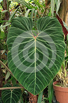 Detail of a giant green leaf