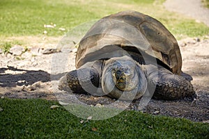 Detail of Giant Turtle in Arequipa, Peru