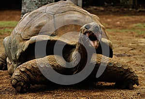 Detail of the Giant turtle with open mouth, Mauritius photo