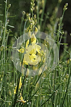 detail of a ginestra flower in a meadow