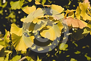 DEtail of  Ginkgo biloba autumnal foliage