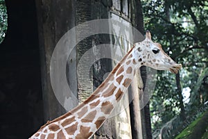 detail of a giraffe's head