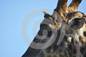 Detail of giraffe`s head with red-billed oxpecker on blue background