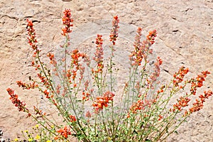 Detail of globemallow in the wilds