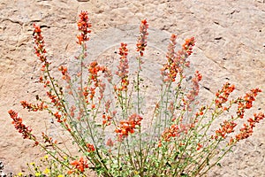 Detail of globemallow in the wilds photo