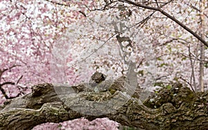 Detail of gnarled trunk of cherry blossom flowers