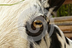 Detail of the goat eye, ZOO, PlzeÃË (Pilsen), Czech Republic