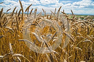 Detail of golden barley