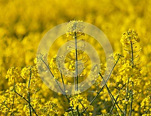 Golden flowering field of rapeseed canola or colza