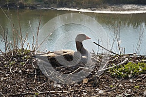Detail of goose sitting on eggs in nest