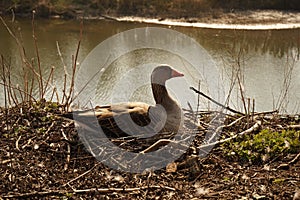 Detail of goose sitting on eggs in nest 2