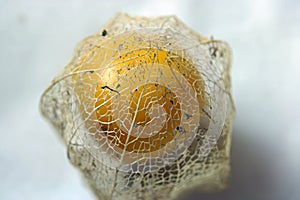 DETAIL OF A GOSSAMER DETERIORATING COVER OVER A RIPE CAPE GOOSEBERRY FRUIT 2