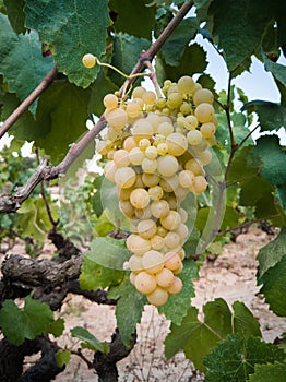 Detail of grape clusters and green grape leaves in a vineyard field located in Vilafranca del Penedes in Catalonia, Spain