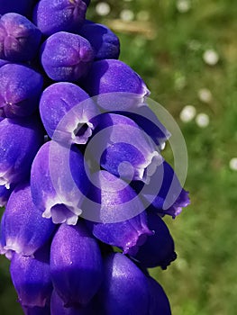 detail Grape hyacinth