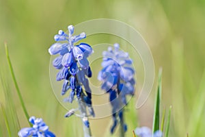 Detail of grape hyacinth in bloom in a garden. Muscari armeniacum, blue spring bulbous grape hyacinth flowers in bloom