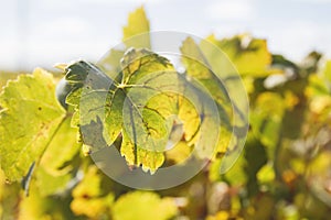 Detail of grape vine leaf photo