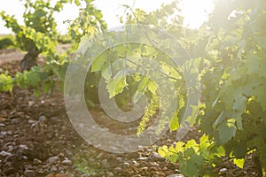 Detail of grape vine raisin in vineyard
