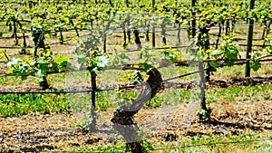 Detail of grape vines in rows in vineyard