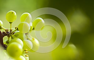 A detail of a grape of wine.