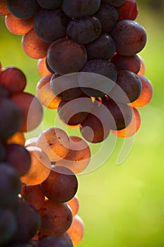 Detail of grapes