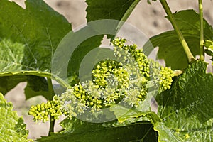 Detail grapes of the vine in the time flowers
