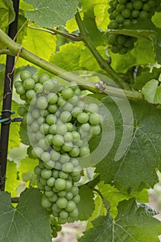 Detail grapes of the vine in the time before locking