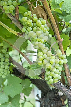 Detail of grapes in the vineyard photo