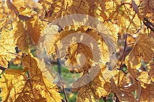 Detail of grapevine leaves in typical autumn colors