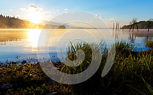 Detail of grass halm at a lake in magical morning time with dawning sun.